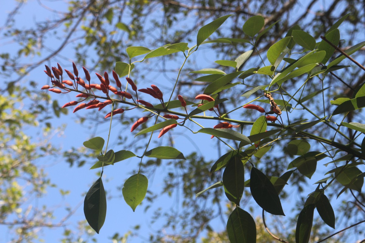 Erythrina crista-galli L.